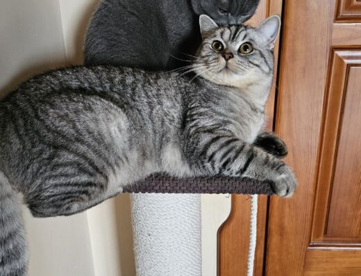 Шотландський котик