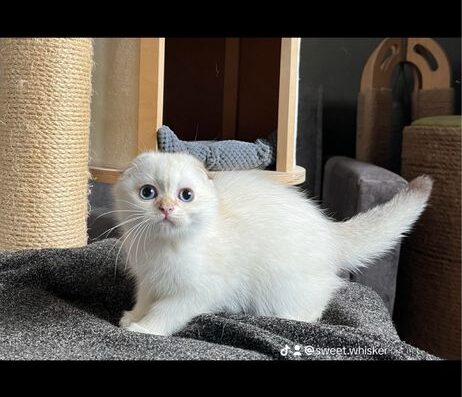 скотіш фолд- шотландські колорики