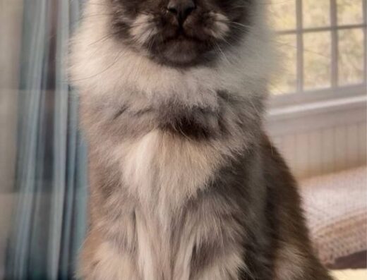 Дівчата в гарну сім’ю