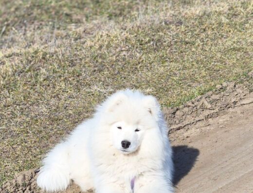 Самоїд: Найкрасивіша дівчинка з документами КСУ