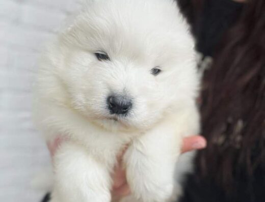 Самоїд: Цуценята самоїдської лайки з документами