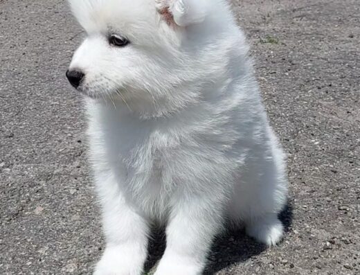 Самоїд: Елітні цуценята з чудовими породними перспективами