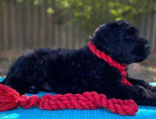 Чорний тер’єр: Крупні та грайливі малюки з документами КСУ