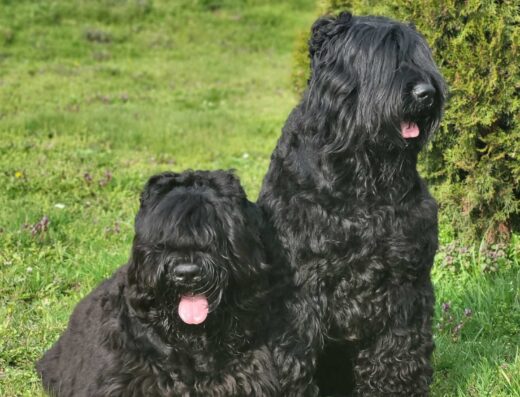 Чорний тер’єр: Елітні цуценята від легендарних чемпіонів