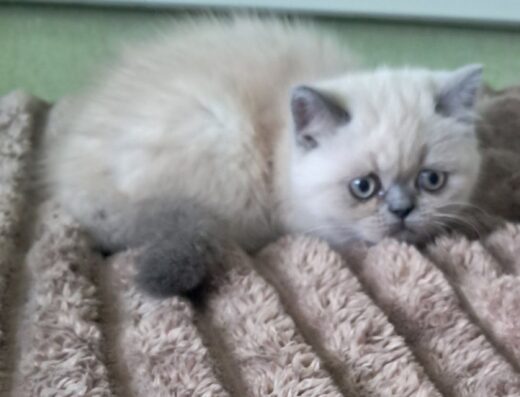 Продам кошеня шотландська прямо вуха дівчинка.