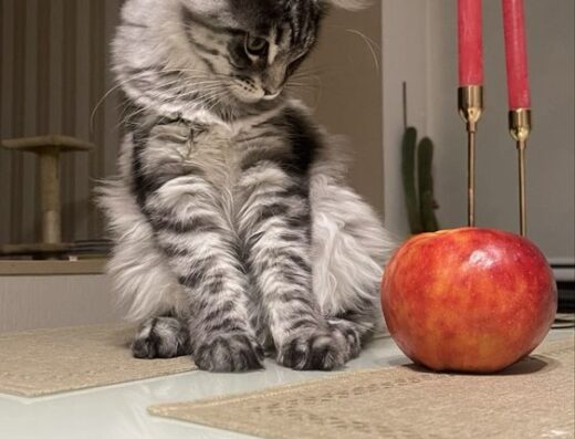 Кошенята Мейн-кун готові до переїзду в нову родину