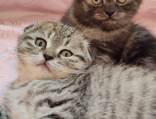 Шотландські кошенята