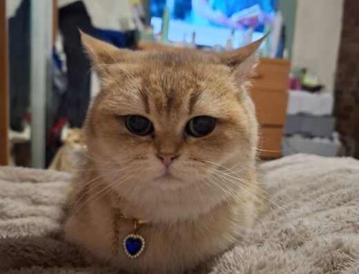 Золота шиншила шукає кавалера