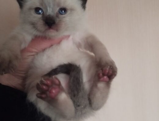 Кошеня. Вислоухе. Прямоухе. Шотландські.