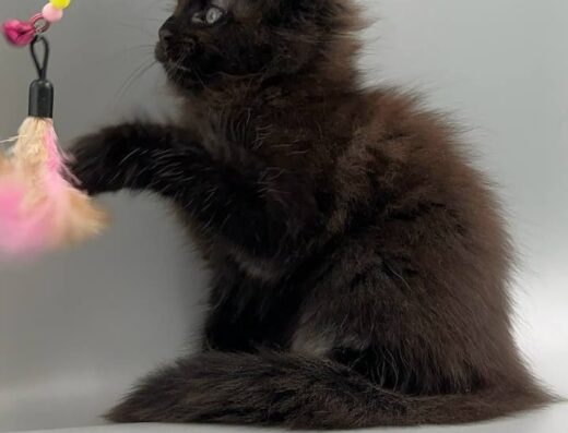 Чистокровні кошенята породи мейн-кун!