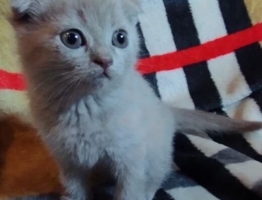 Британські котики