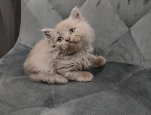 Шотландські кошенята