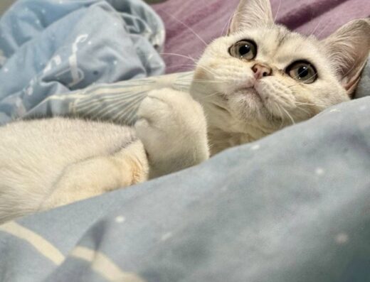 Кіт породи срібна шиншила