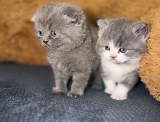 Шотландські кошенята – пухнасте щастя у ваш дім