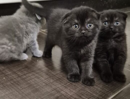 Шотландські Кошенята Scottish straight та Scottish fold