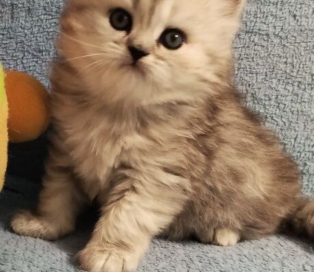 Шотландський ведмедик