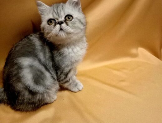 Ласкавий красунчик екзот.