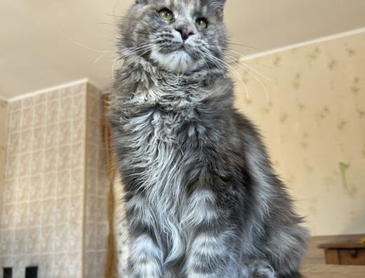 Дівчинка мейн кун