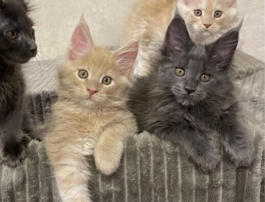 Кошенята породи мейн-кун з документами