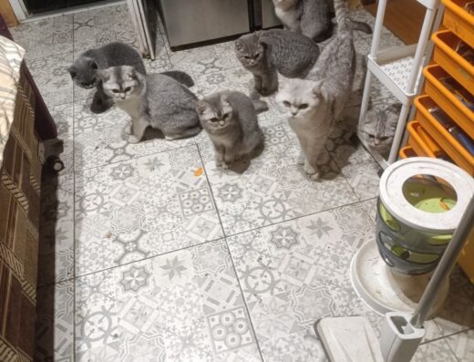 Британські хлопчики – ніжні та грайливі