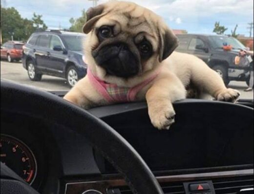 Развъдник „Мопс България“ ООД