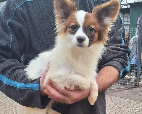 Папільйон: Дівчинка Брід-класу (11 місяців)