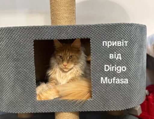 Розплідник Мейн-кунів “Dirigo”