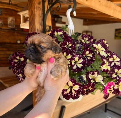 Кученца пекинез