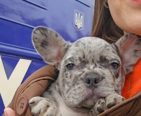 Розплідник Французьких Бульдогів та Чихуахуа