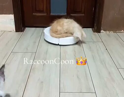 Розплідник “Raccoon Coon”