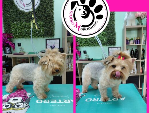 Grooming Studio M