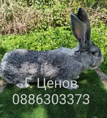 Чинчилови великани
