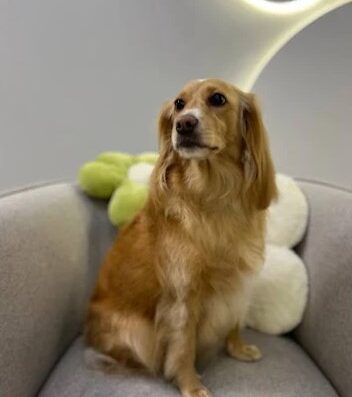 Грумінг салон “Luma Pet Spa”