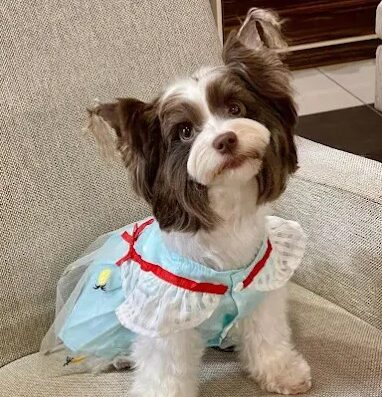 Грумінг салон “Doggy Couture”