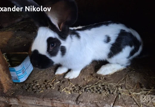 Немски пъстър великан.