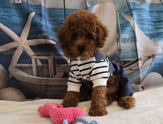 Пудел той /Poodle toy с родословие може да пътува в Чужбина