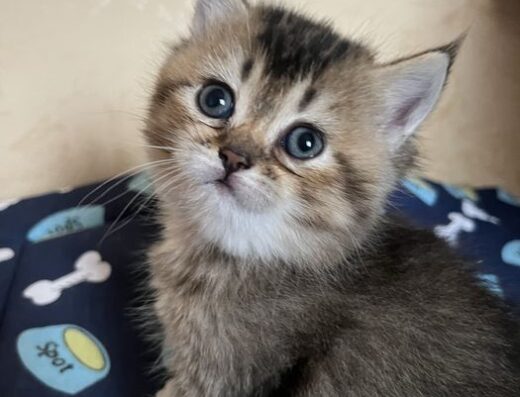 Лагідні котики Шотландські кошенята