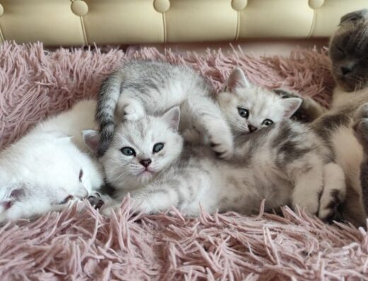 Щотландські кошенята