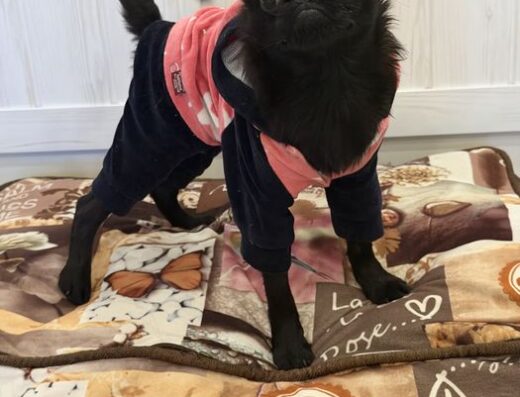 Пті-брабансон: Чудовий породний хлопчик