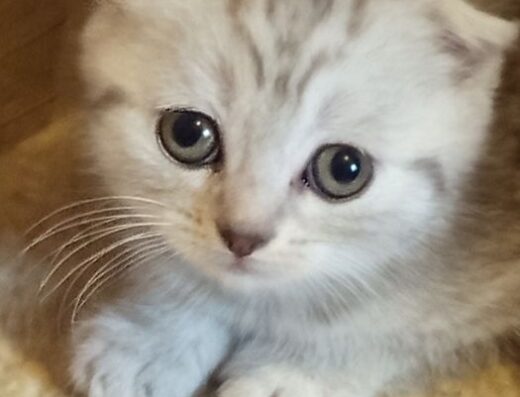 Кошенята Скоттіш фол