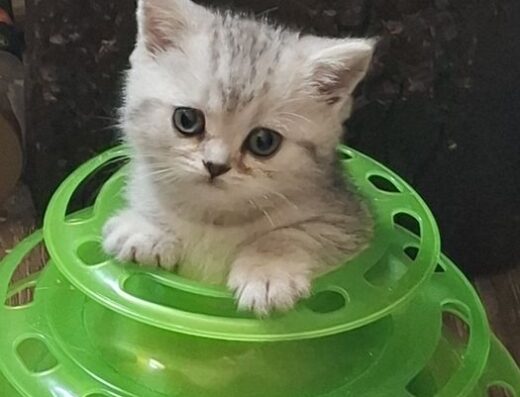 Шотландські кошенята