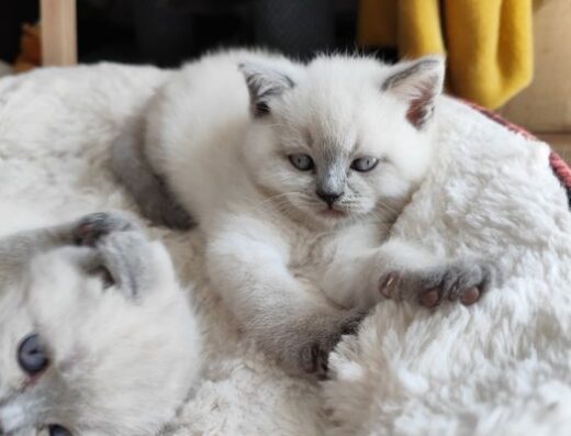 Кошенятка шотландці