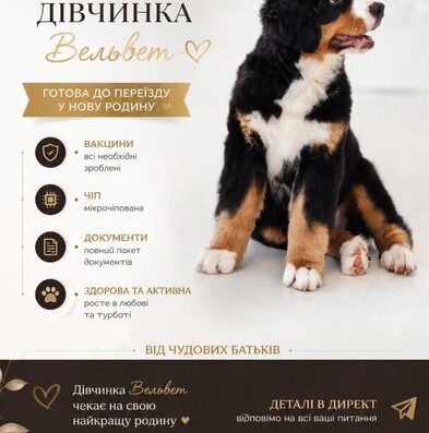 Бернський зенненхунд: Вельвет від титулованих батьків із професійного розплідника