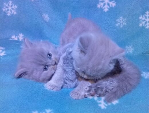Шотландські коти