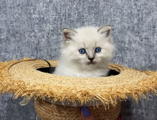 Кошенята Регдолл (Ragdoll)