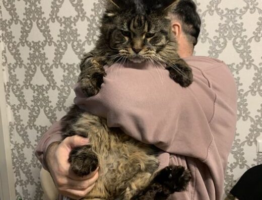 Мейн-Кун: В’язка розв’язаного кота