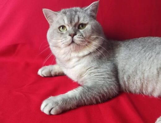 Скоттіш-Страйт: В’язка клубного титулованого кота