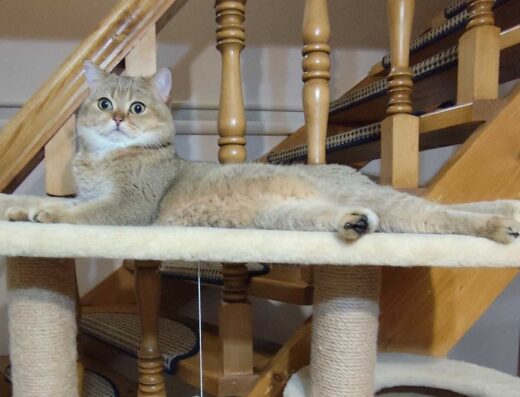 Скоттіш-Страйт: В’язка кота золота шиншила