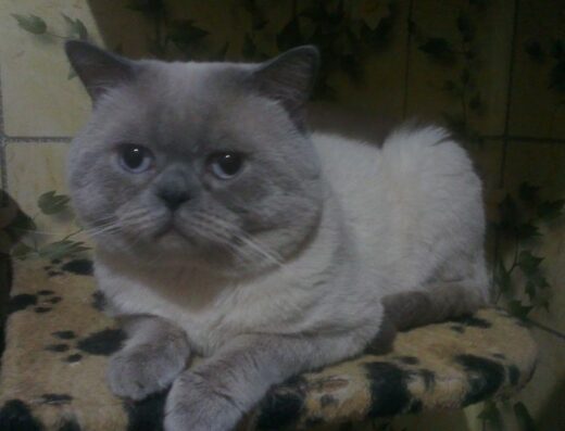 Скоттіш-Страйт: В’язка титулованого клубного кота