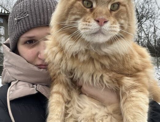 Мейн-Кун: В’язка молодого кота
